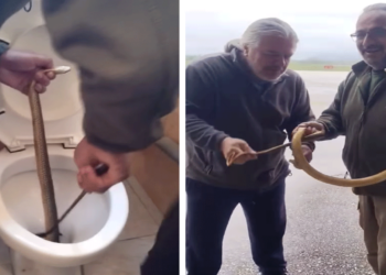 Ο Νίκος Παναγιωτόπουλος διέσωσε φίδι πάνω από 1 μέτρο από τουαλέτα στην Καστοριά – Βίντεο