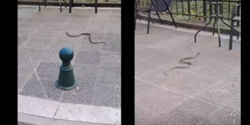 Φίδι εμφανίστηκε στο Παλιό Πάρκο Πτολεμαΐδας και προκάλεσε αναστάτωση (Βίντεο)