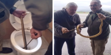 Ο Νίκος Παναγιωτόπουλος διέσωσε φίδι πάνω από 1 μέτρο από τουαλέτα στην Καστοριά – Βίντεο