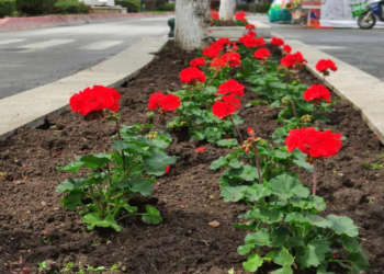 “Άνθισε” το Κέντρο της Πτολεμαΐδας