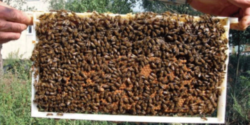 Πωλούνται μελίσσια στο Ανατολικό Εορδαίας