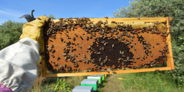 Ξεκινούν οι αιτήσεις για εγκατάσταση κυψελών στις αποκατεστημένες εκτάσεις των Ορυχείων Πτολεμαΐδας – Αμυνταίου