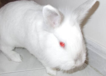 Ο Μελβούλης (Γράφει ο Ευστάθιος Λαμπριανίδης)