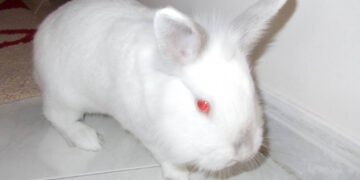 Ο Μελβούλης (Γράφει ο Ευστάθιος Λαμπριανίδης)