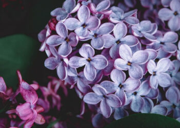 Η ανθεκτικότητα είναι το πιο ταπεινό θαύμα (Της Πίστης Κρυσταλλίδου)