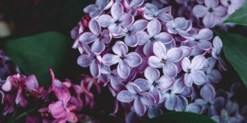 Η ανθεκτικότητα είναι το πιο ταπεινό θαύμα (Της Πίστης Κρυσταλλίδου)