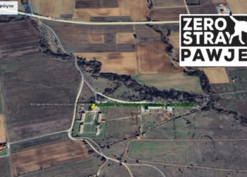 Δωρεάν Ηλεκτρονική Σήμανση (Microchip) σε 1000 Δεσποζόμενα Ζώα στο Δήμο Εορδαίας