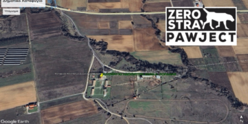 Δωρεάν Ηλεκτρονική Σήμανση (Microchip) σε 1000 Δεσποζόμενα Ζώα στο Δήμο Εορδαίας