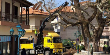 Ξεκινά κλάδεμα των πλατανιών στη Σιάτιστα