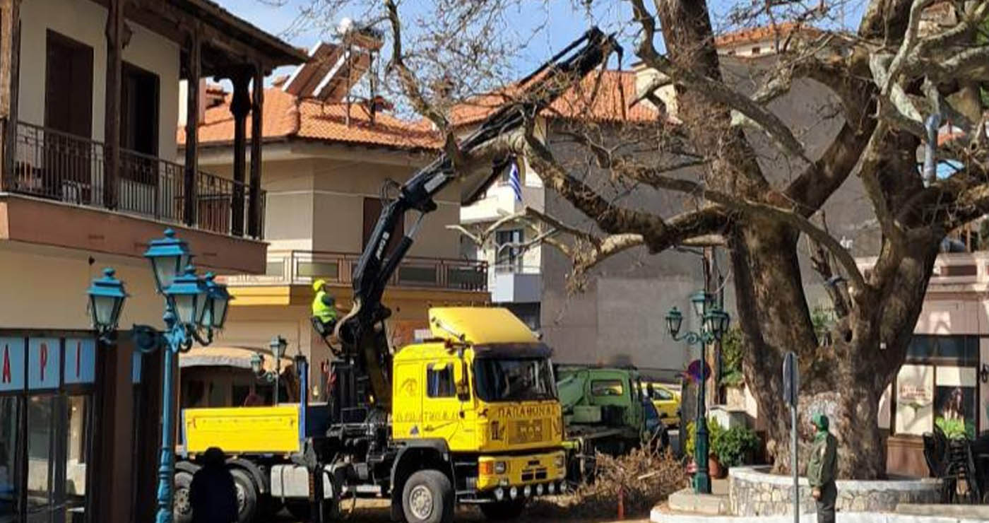 Ξεκινά κλάδεμα των πλατανιών στη Σιάτιστα