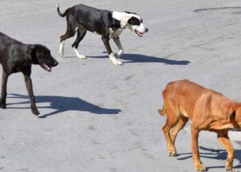 Εορδαία: Πολίτης ζητάει αποζημίωση από το Δήμο γιατί αδέσποτα σκυλιά δάγκωσαν το σκύλο του