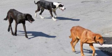 Εορδαία: Πολίτης ζητάει αποζημίωση από το Δήμο γιατί αδέσποτα σκυλιά δάγκωσαν το σκύλο του