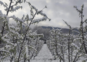 Μ. Στεργίου: Άσπρισε ο κάμπος του Βελβεντού, αγωνία για τις δενδροκαλλιέργειες