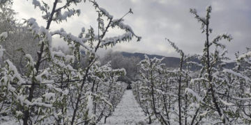 Μ. Στεργίου: Άσπρισε ο κάμπος του Βελβεντού, αγωνία για τις δενδροκαλλιέργειες