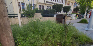 Πτολεμαΐδα: Ακούρευτα και απεριποίητα τα παρτέρια μπροστά στο Δημαρχείο Εορδαίας (Φωτογραφίες)