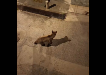 Αρκούδα έκοβε βόλτες μέσα στο Άργος Ορεστικό (Βίντεο)