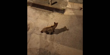 Αρκούδα έκοβε βόλτες μέσα στο Άργος Ορεστικό (Βίντεο)