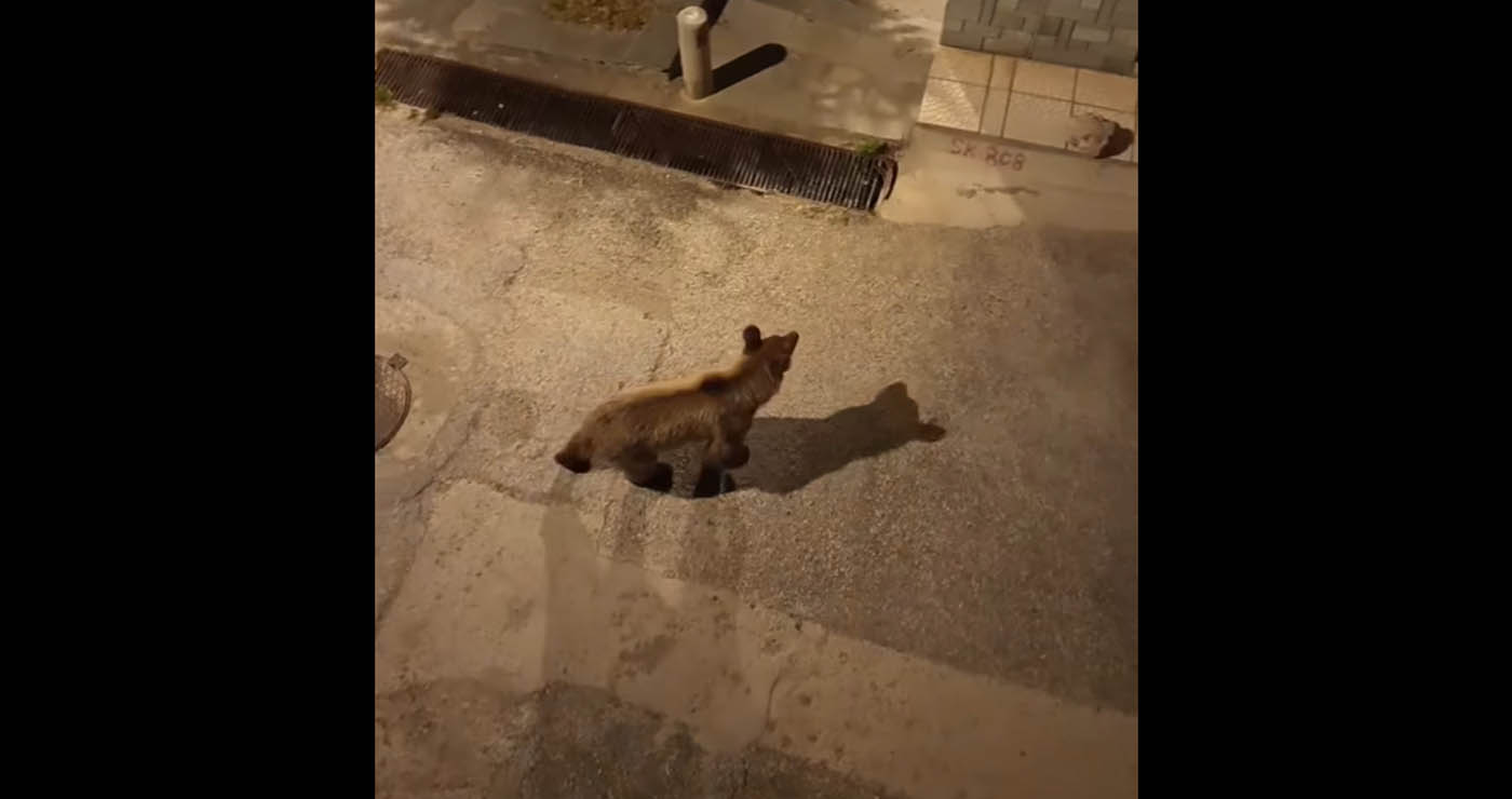 Αρκούδα έκοβε βόλτες μέσα στο Άργος Ορεστικό (Βίντεο)