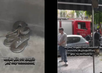 Εορδαία: Αρκούδα με τα μικρά της εμφανίστηκε «ένα βήμα» από τη Γαλάτεια (Βίντεο)