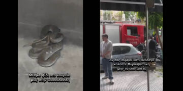 Εορδαία: Αρκούδα με τα μικρά της εμφανίστηκε «ένα βήμα» από τη Γαλάτεια (Βίντεο)