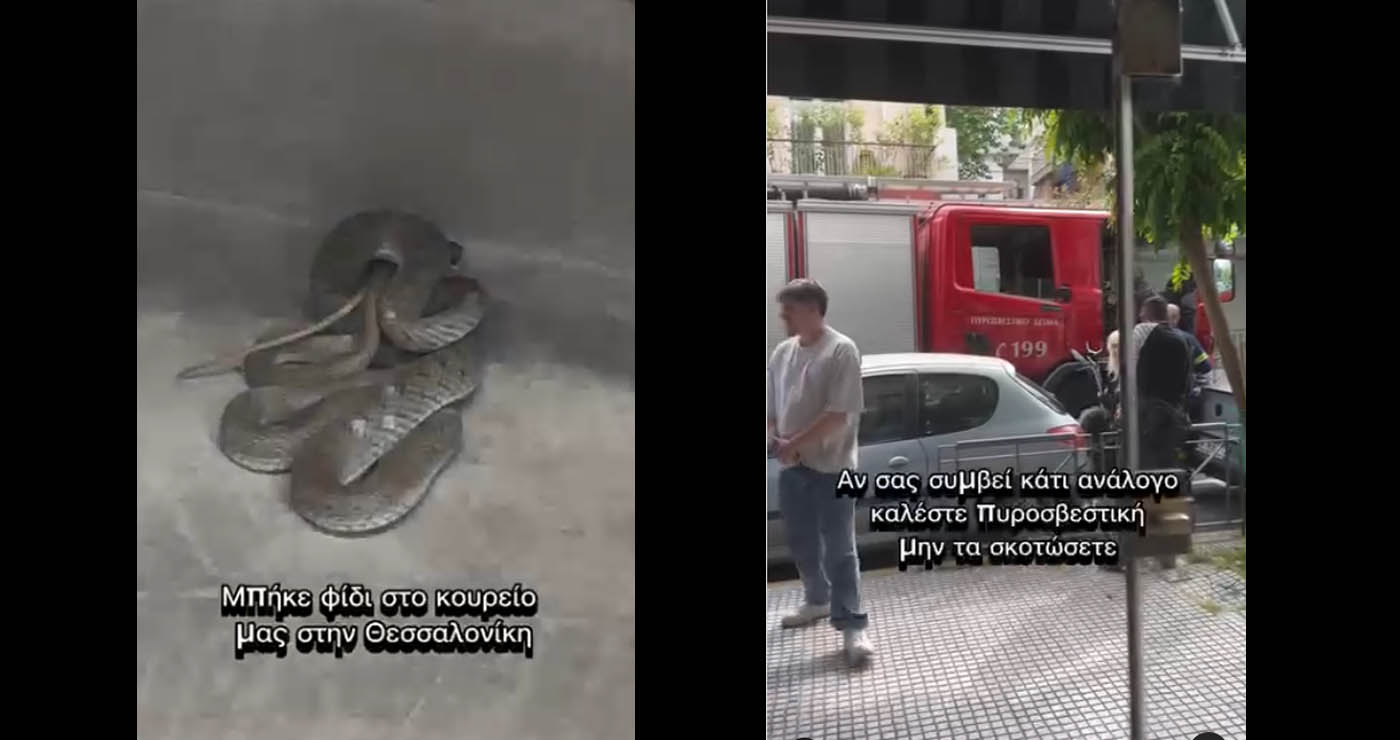 Εορδαία: Αρκούδα με τα μικρά της εμφανίστηκε «ένα βήμα» από τη Γαλάτεια (Βίντεο)