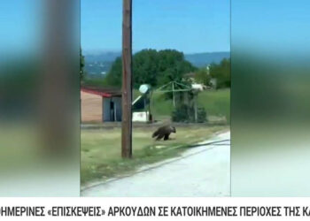 Αρκούδα εμφανίστηκε σε απόσταση αναπνοής από το 3ο Δημοτικό Σχολείο Άργους Ορεστικού (Βίντεο)