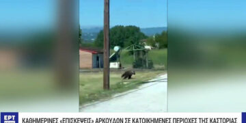 Αρκούδα εμφανίστηκε σε απόσταση αναπνοής από το 3ο Δημοτικό Σχολείο Άργους Ορεστικού (Βίντεο)