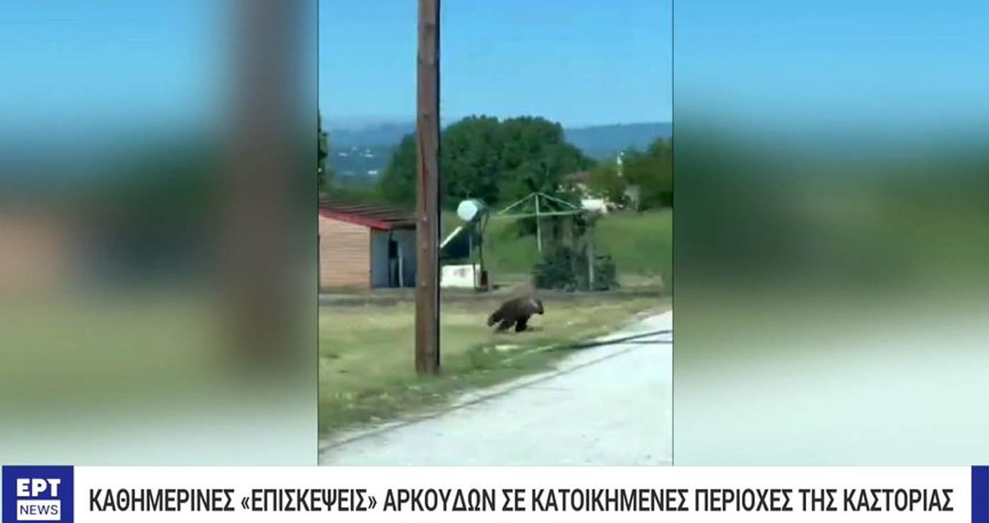 Αρκούδα εμφανίστηκε σε απόσταση αναπνοής από το 3ο Δημοτικό Σχολείο Άργους Ορεστικού (Βίντεο)