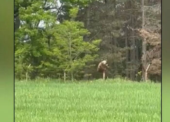 Γρεβενά: Αρκούδες σκαρφαλώνουν σε περίφραξη (Βίντεο)