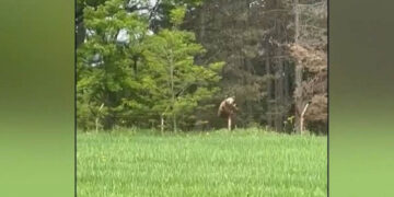 Γρεβενά: Αρκούδες σκαρφαλώνουν σε περίφραξη (Βίντεο)