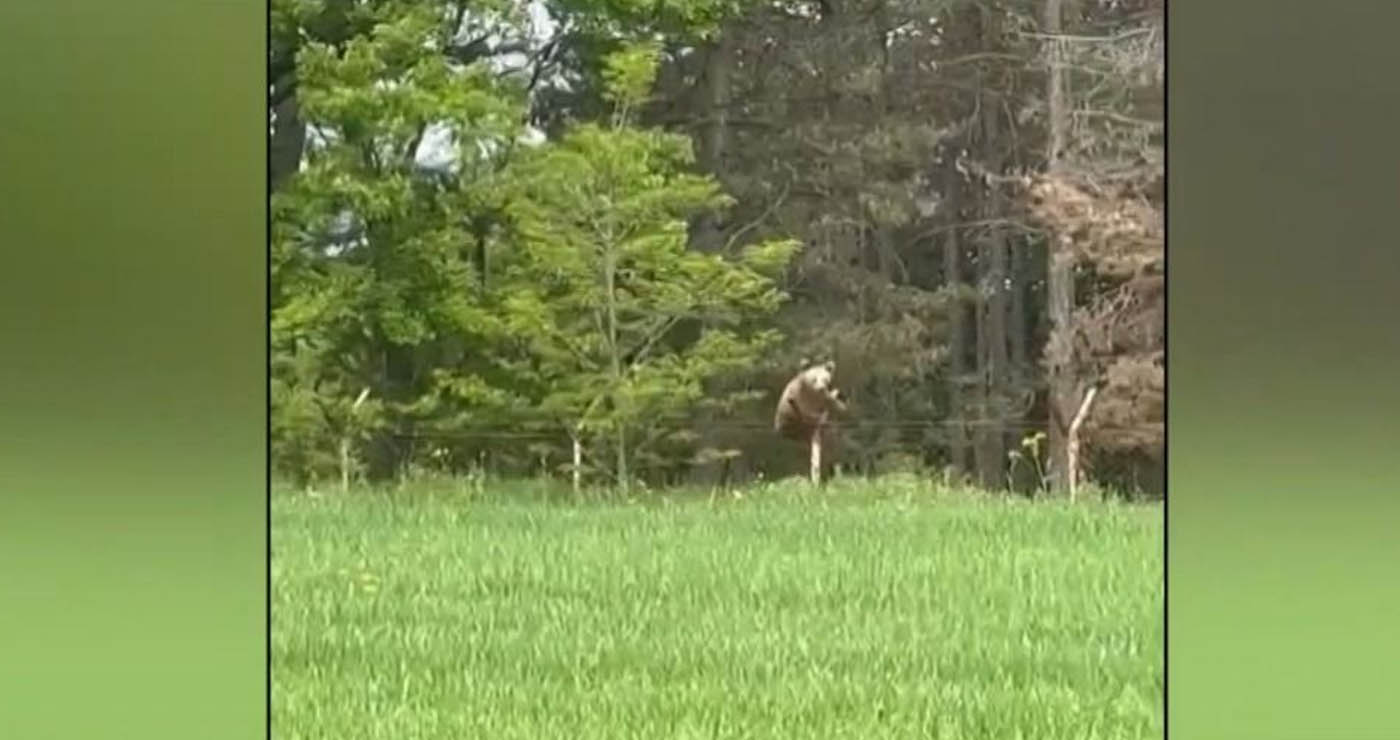 Γρεβενά: Αρκούδες σκαρφαλώνουν σε περίφραξη (Βίντεο)