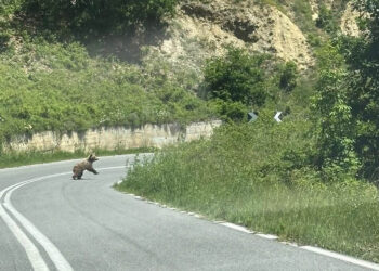 Η Πρόεδρος Νυμφαίου Μ.Διδασκάλου συνάντησε αρκούδα στον δρόμο για το χωριό (Φωτογραφίες)
