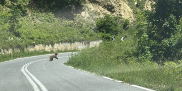 Η Πρόεδρος Νυμφαίου Μ.Διδασκάλου συνάντησε αρκούδα στον δρόμο για το χωριό (Φωτογραφίες)