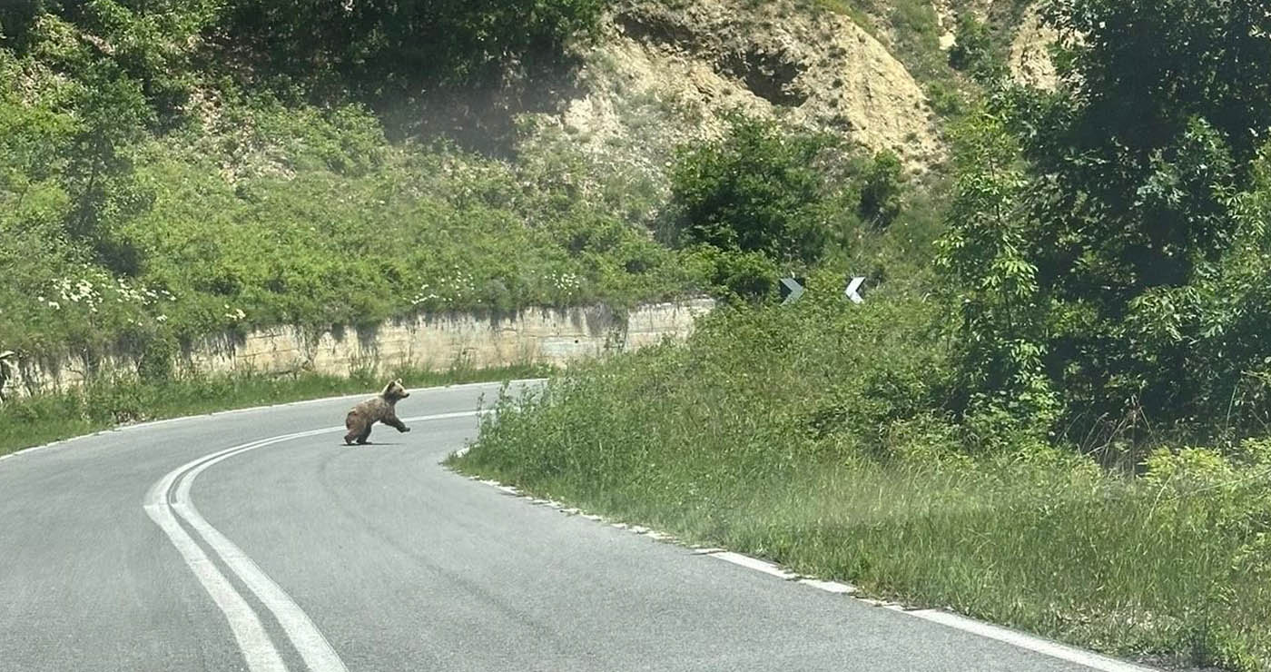 Η Πρόεδρος Νυμφαίου Μ.Διδασκάλου συνάντησε αρκούδα στον δρόμο για το χωριό (Φωτογραφίες)