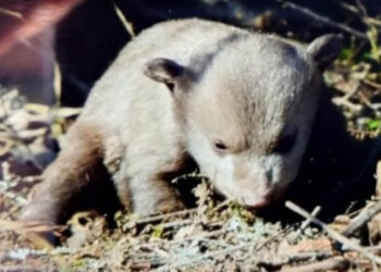 Δύο μικρά αρκουδάκια χτυπήθηκαν από όχημα στο δρόμο Αμυνταίου – Φλώρινας