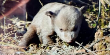 Δύο μικρά αρκουδάκια χτυπήθηκαν από όχημα στο δρόμο Αμυνταίου – Φλώρινας