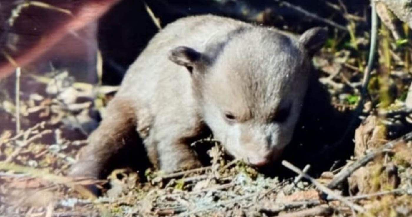 Δύο μικρά αρκουδάκια χτυπήθηκαν από όχημα στο δρόμο Αμυνταίου – Φλώρινας