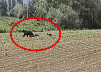 Εορδαία: Αρκούδα με τα μικρά της εμφανίστηκε «ένα βήμα» από τη Γαλάτεια (Βίντεο)