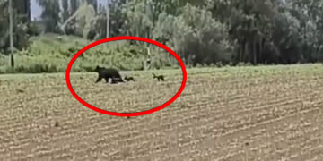 Εορδαία: Αρκούδα με τα μικρά της εμφανίστηκε «ένα βήμα» από τη Γαλάτεια (Βίντεο)