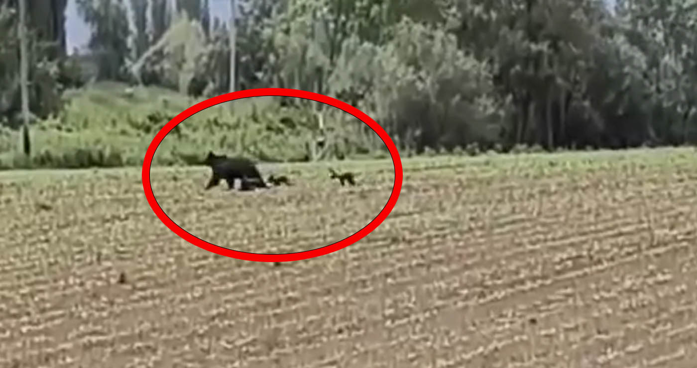 Εορδαία: Αρκούδα με τα μικρά της εμφανίστηκε «ένα βήμα» από τη Γαλάτεια (Βίντεο)