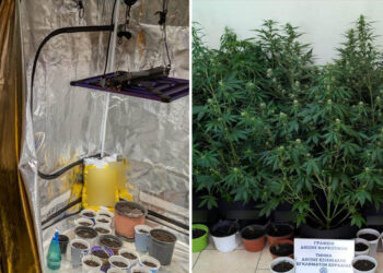 Πτολεμαΐδα: Ο αστυνομικός σκύλος Bongo μύρισε “θερμοκήπιο” κάνναβης μέσα σε σπίτι – Σύλληψη 41χρονου  (Βίντεο)