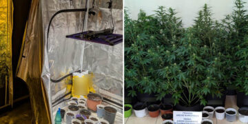 Πτολεμαΐδα: Ο αστυνομικός σκύλος Bongo μύρισε “θερμοκήπιο” κάνναβης μέσα σε σπίτι – Σύλληψη 41χρονου  (Βίντεο)