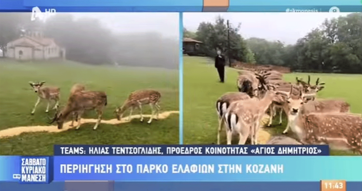 Στο πάρκο Ελαφιών Αγίου Παντελεήμονα στον Άγ. Δημήτριο Κοζάνης βρέθηκε η εκπομπή “Σαββατοκύριακο με τον Μάνεση” (Βίντεο)