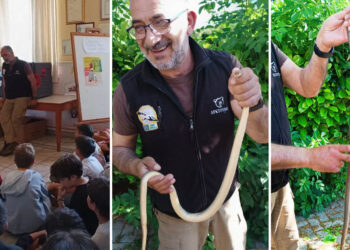 Καστοριά: Φίδι έκοβε βόλτες σε σχολείο – Το απομάκρυνε ειδικός