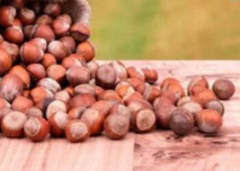 Εσπερίδα με θέμα: «Βιωσιμότητα και προοπτικές στην παραγωγή φουντουκιών στο Δήμο Βοΐου – Η εμπειρία της Ξάνθης»