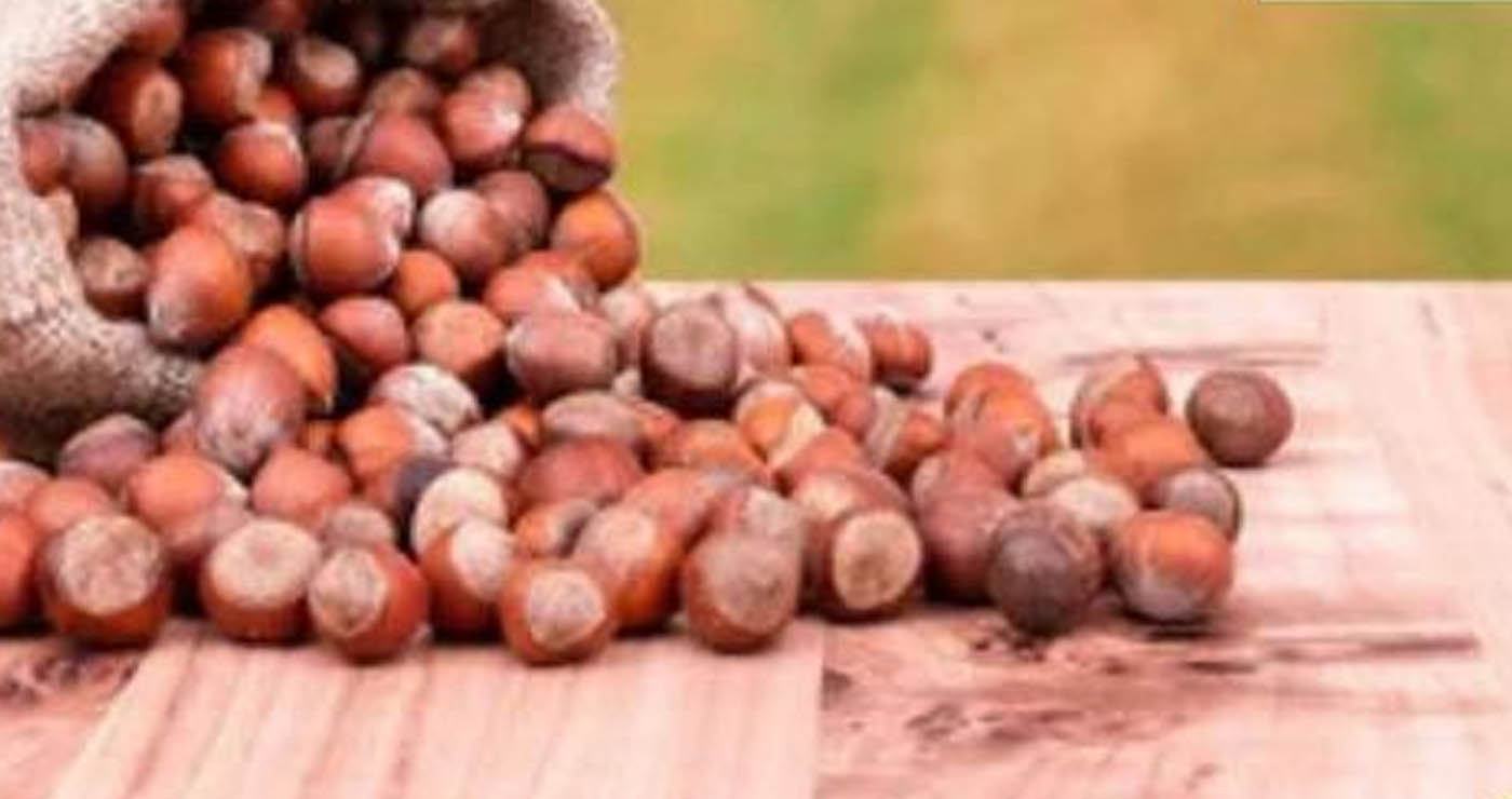 Εσπερίδα με θέμα: «Βιωσιμότητα και προοπτικές στην παραγωγή φουντουκιών στο Δήμο Βοΐου – Η εμπειρία της Ξάνθης»