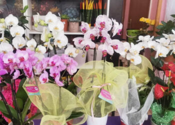 Ύμνος στη  ΜΗΤΕΡΑ!!! (της Κούλας Πουλασιχίδου)