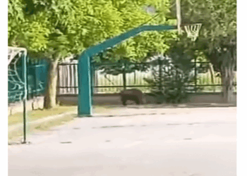 Αγριογούρουνο εισέβαλε στο σχολείο της Ξηρολίμνης – Η κοινότητα εφιστά την προσοχή των κατοίκων (Βίντεο)