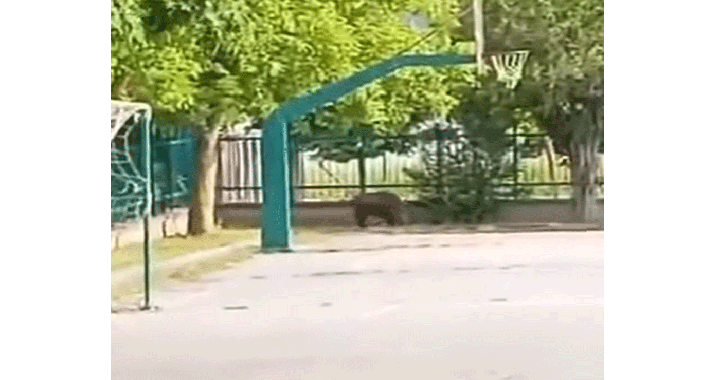 Αγριογούρουνο εισέβαλε στο σχολείο της Ξηρολίμνης – Η κοινότητα εφιστά την προσοχή των κατοίκων (Βίντεο)