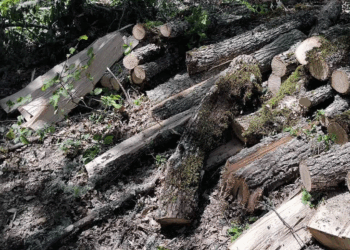 Ανήλικος αλλοδαπός στην Καστοριά υλοτομούσε παράνομα ξυλεία από δημόσια δασική περιοχή – Είχε στην κατοχή του και άλογα